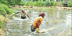 Jute farming target not achieved in Rajshahi 