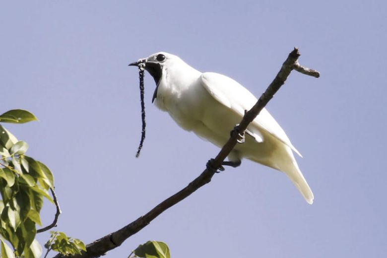 a photo obtained on oct 21, 2019 shows a male white bellbird