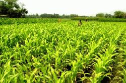 Maize cultivation is on rise in Rajshahi