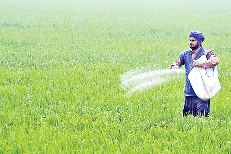 A farmer applying salt on a cropland in Rajshahi.	photo: observer