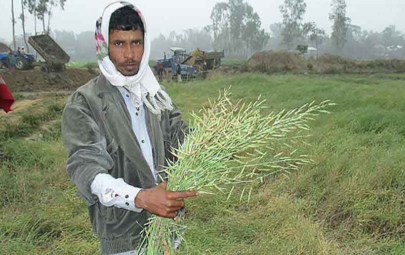 A farmer showing insect-attacked mustard plants in Tarash Upazila.	photo: observer