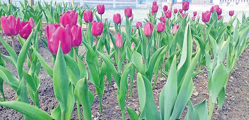 A Tulip garden in Tentulia Upazila. 	photo: observer