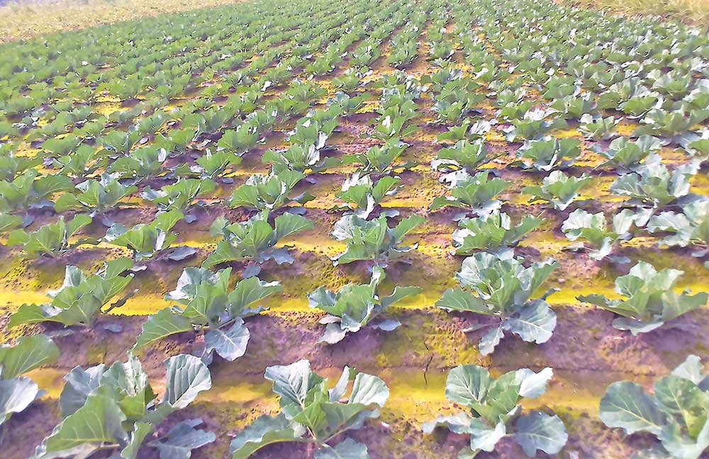 A vegetable field in Harekristapur Village at Birampur.	photo: observer