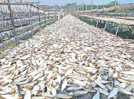 The photo shows fish dried up at Badura. 	photo: observer