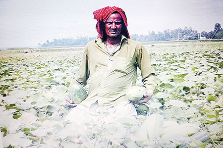 A farmer at his Bangi field in Santhia Upazila.	photo: observer