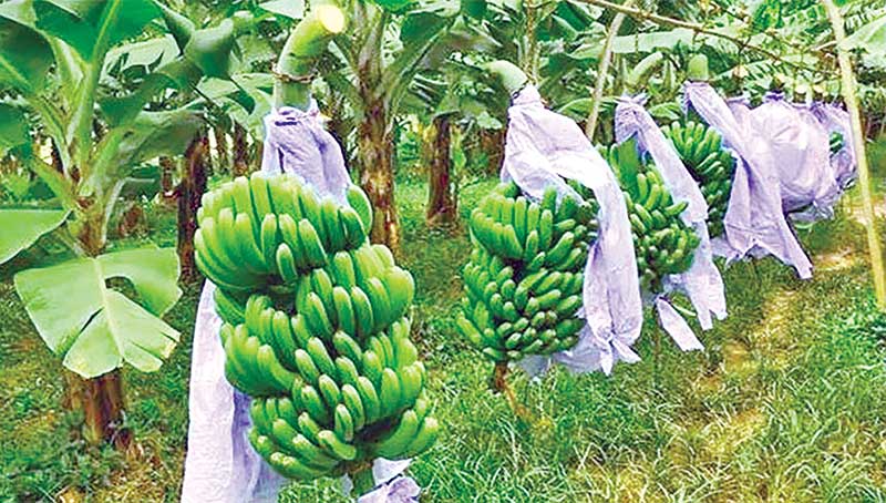 A banana orchard in Morrelganj Upazila.	photo: observer