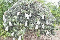 Bagging boosts litchi output 