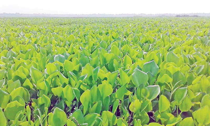 A view of water hyacinths in Gerkar Beel at Santhia.	photo: observer