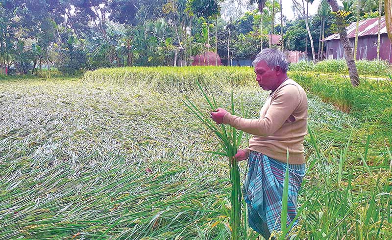 The photo shows a farmer worried about his damaged Aman Paddy field in Kurushaferusha area of Fulbari Upazila in Kurigram.	photo: observer