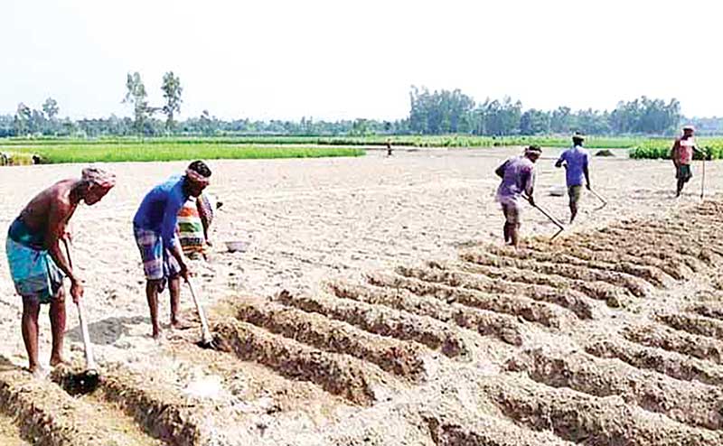 The photo shows some labourers working in a potato field in Rajshahi.	photo: observer