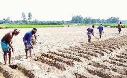 Potash fertiliser crisis hits potato farming in Rajshahi