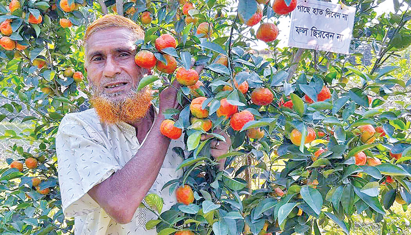 Abdul Aziz Pramanik in his orange orchard.	photo: observer
