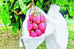 Shipping litchis to UAE opens door to export abroad