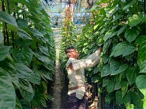 Betel leaf revolution occurs in Rajshahi