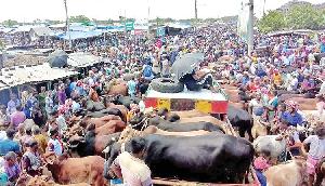 Cow prices high at City Haat of Rajshahi