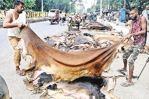 Seasonal rawhide traders incur losses in Rajshahi District