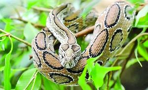Fear of Russells vipers haunts char-dwellers