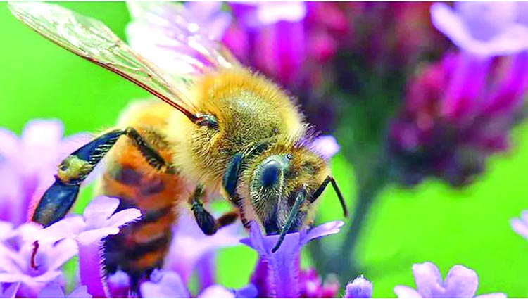 Honeybees can detect lung cancer, researchers say