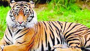 Tiger population in Sundarban rises by 8-10pc in 2024