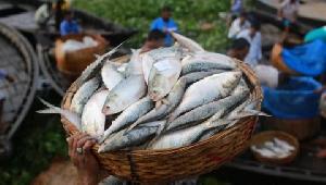 Hilsa prices surge in Barishal despite peak season