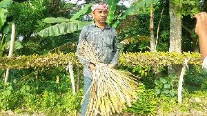 Water hyacinth creates employment opportunities for thousands 