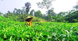 Tea workers abstain from work over unpaid wages in Moulvibazar  