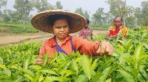 Tea workers resume operation in Moulvibazar after 49 day