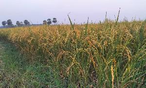 Rice enriched with protein: A new breakthrough in Bangladesh agriculture  