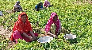 Dinajpur farmers' rejoice as early potatoes fetch high prices
