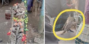 Man arrested for killing a fishing cat in Jhenaidah  