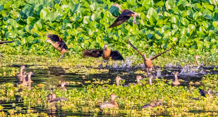 Migratory birds add more vibrant colors to the wetlands of Bangladesh. Photo: AR Sumon