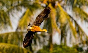 Migratory birds fill Bangladesh's skies as winter approaches