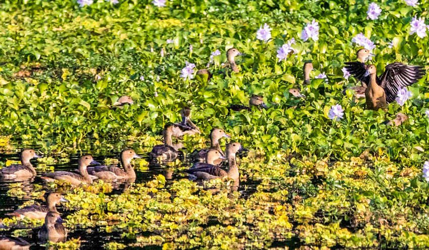 Migratory birds can be seen flocking to wetlands such as the Tanguar Haor and islands like Sonadia in Cox's Bazar. Photo: AR Sumon