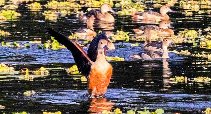 Spanning up to 10,000 kilometers, the guests found peace in Bangladesh. Photo: AR Sumon