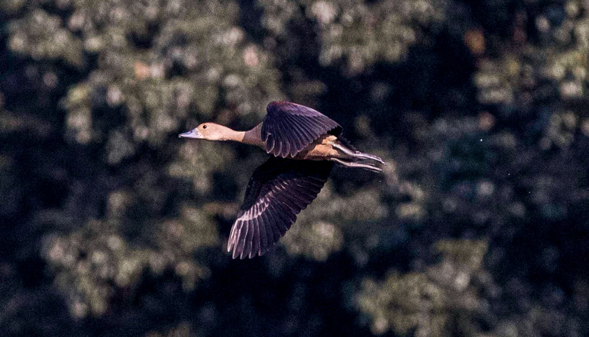 To survive from harsh winters in Siberia and Russia, the birds take refuge in Bangladesh. Photo: AR Sumon
