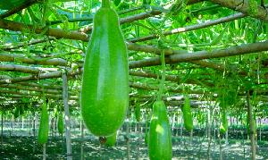 Vegetables from N'ganj find markets in Middle East, Europe