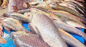 Traditional fish fair thrives ahead of Poush Sankranti in Moulvibazar 