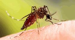 One dengue patient dies, 33 fresh cases detected overnight