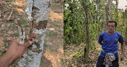 Betel plants vandalised in Moulvibazar
