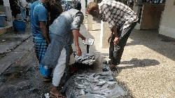 Hilsa prices soar in Khulna ahead of Pahela Baishakh