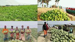 Organic watermelon farming boosts yield, rural economy in Bhola's Charfesson