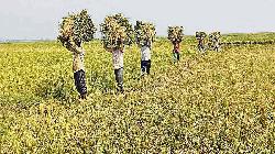 Haor farmers asked to speed up Boro harvest as flash flood threat looms