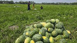 Lack of buyers, transport crisis push Barguna watermelon farmers into loss