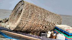 Illegal fish traps threaten pangas breeding in Meghna-Tetulia rivers