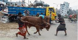 Medium-sized cattle leading buyers’ choice in Dhaka haats