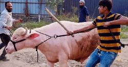 2 killed by buffalo attack at Jamalpur animal market
