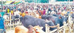 No extortion in DNCC, DSCC cattle markets: DNCC Admin