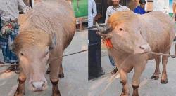 'Donald Trump' shifted to Dhaka zoo