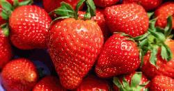 DNA ‘time stamps’ uncover evolutionary history of strawberry