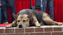 Abhra: The four-legged heart of TSC